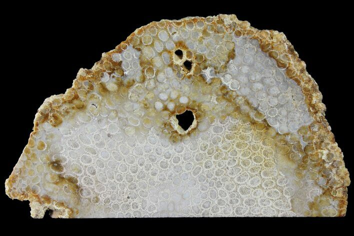 Polished, Fossil Coral Slab - Indonesia #121922